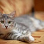 Primer Museo del Gato en la CDMX; te decimos dónde está y cuándo es la inauguración